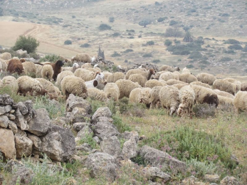 Tierras de Palestina con pastores y su rebaño.