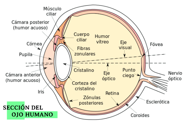 ojo-anatomía-seccion-1
