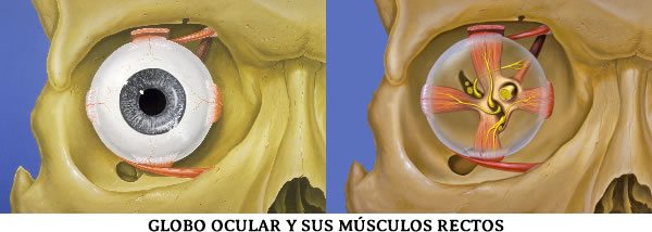 ojo-anatomia-anterior-1