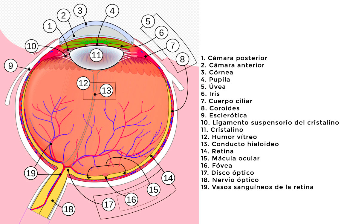 Estructura interna del ojo