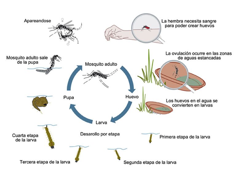 ciclodevida_mosquito
