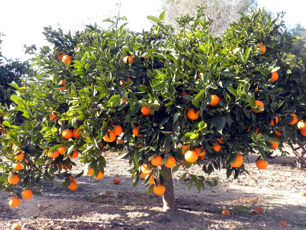 Un naranjo, árbol típico de la huerta valenciana