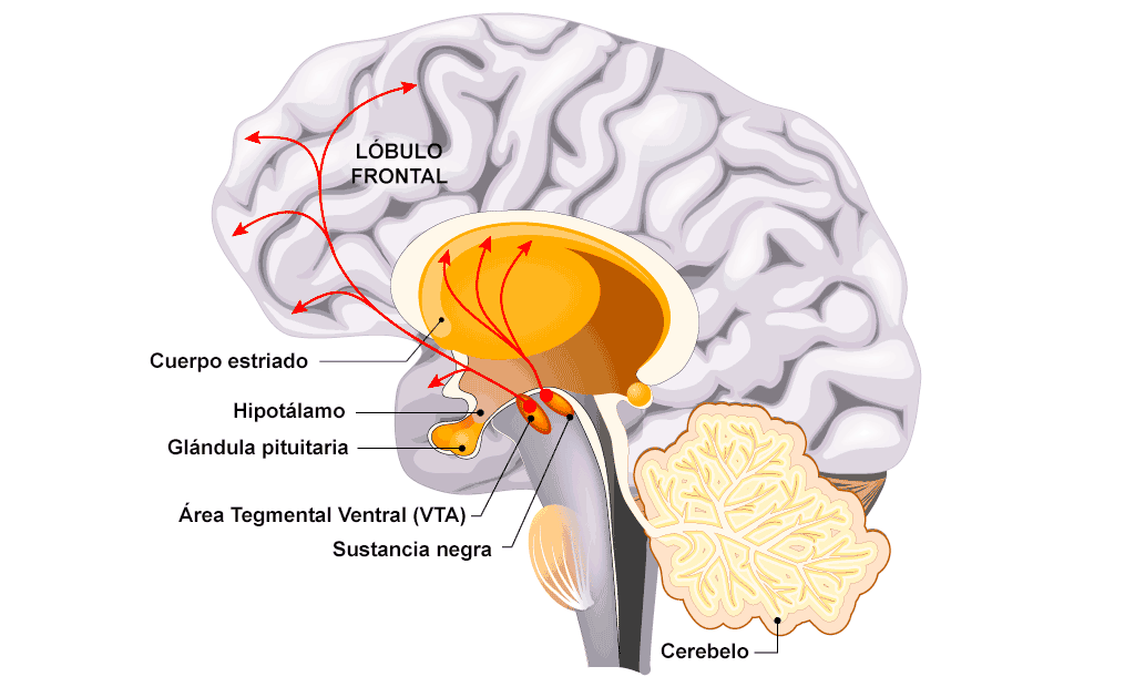 El camino de la dopamina en el interior de tu cerebro