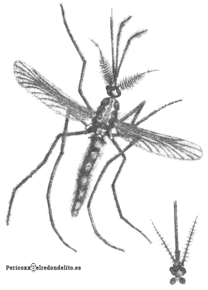 el mosquito