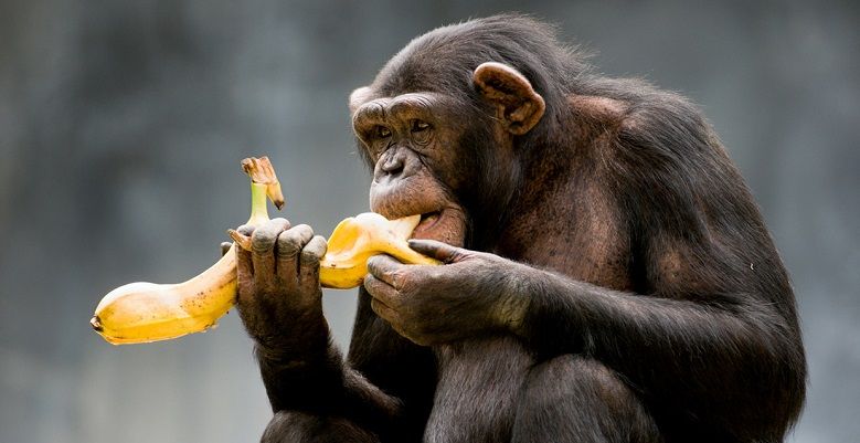 Chimpance liado con un plátano