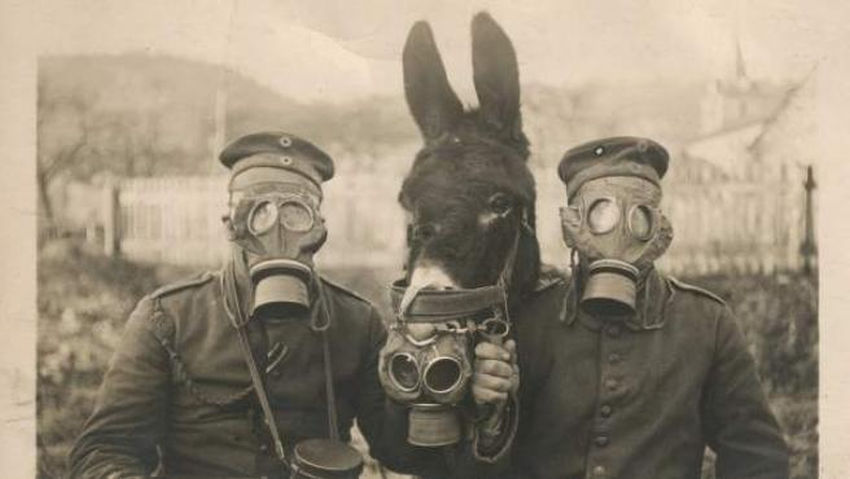 Soldados y animales protegidos con máscaras antigas