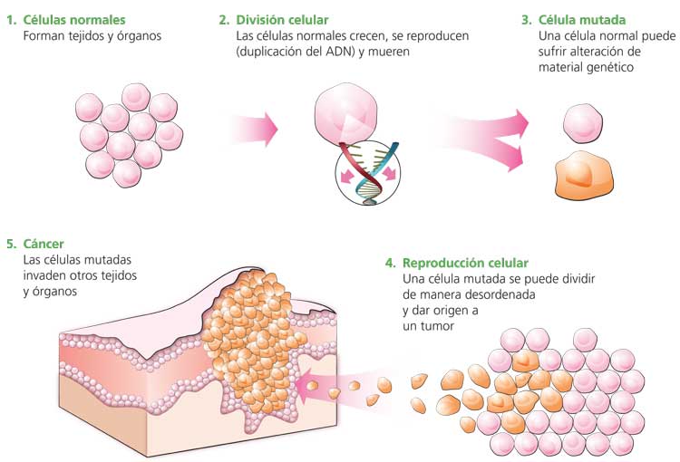 celulas tumorales