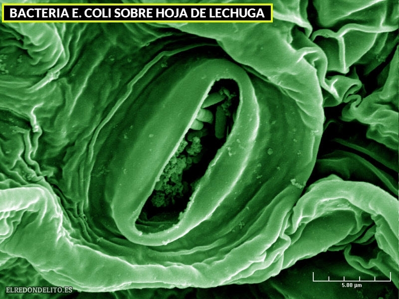 bacteria_e_coli_sobre_hoja_lechuga