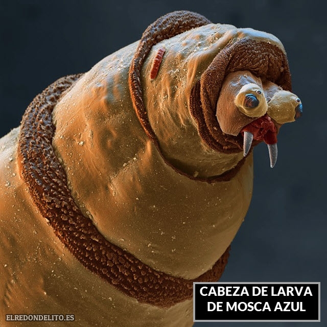 cabeza_larva_mosca_azul1