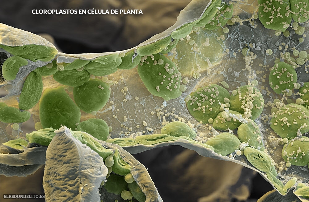 cloroplastos_en_planta