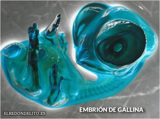 embrion_de_pollo