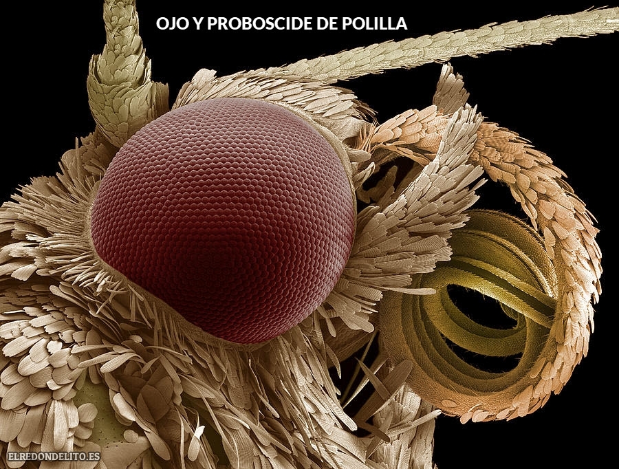 ojo_de_polilla_y_proboscide