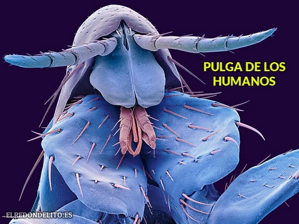 pulga_de_los_humanos