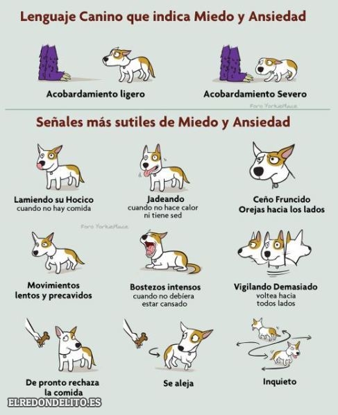 sobre_perros_y_gatos_017