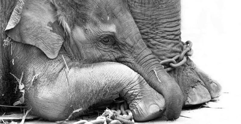 Cria de elefante al lado de su madre encadenada