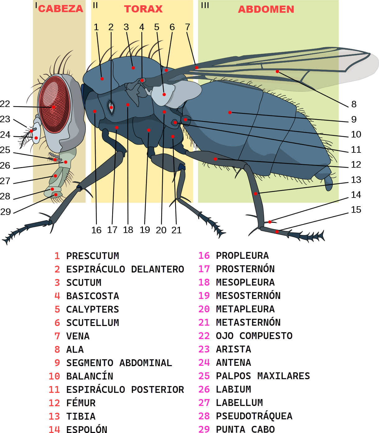 Anatomía de una mosca casera 