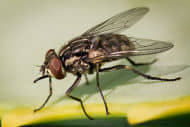 La mosca de los establos o mosca picadora (Stomoxys calcitrans)