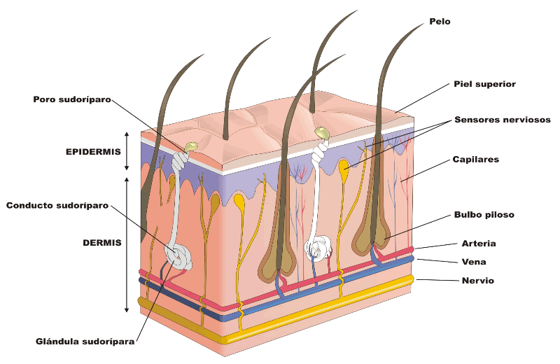 La piel, estructura