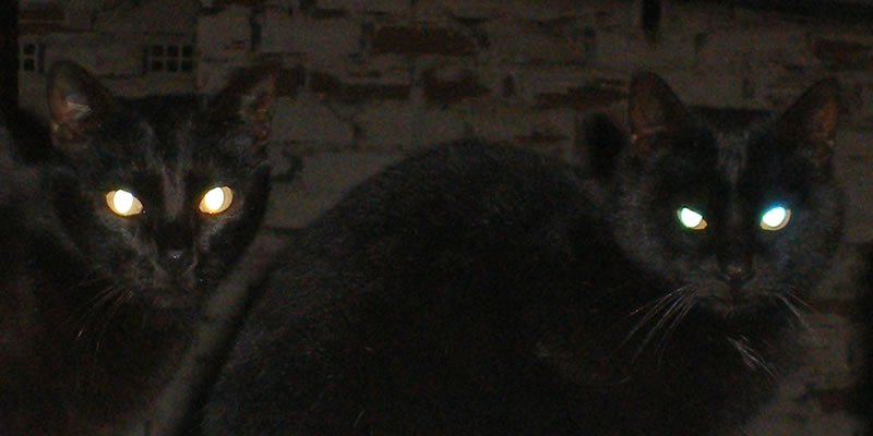 Ojos de felino brillando en la oscuridad