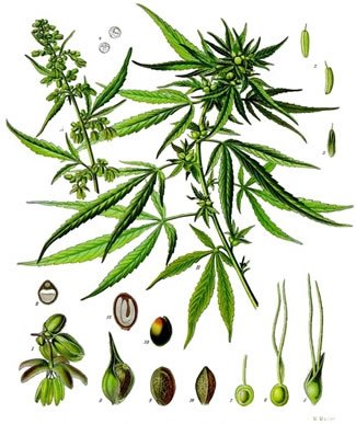  Cannabis_sativa_-_Köhler–s_Medizinal-Pflanzen
