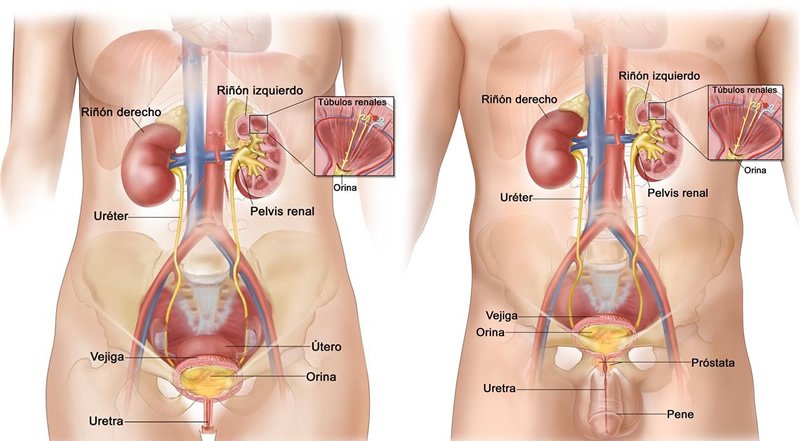 Esquema del funcionamiento del sistema urinario femenino y masculino