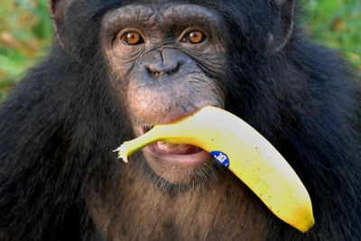 mono comiendo plátanos