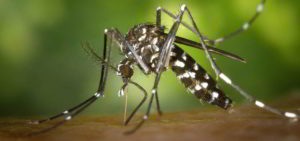 El mosquito tigre es vector de algunas enfermedades
