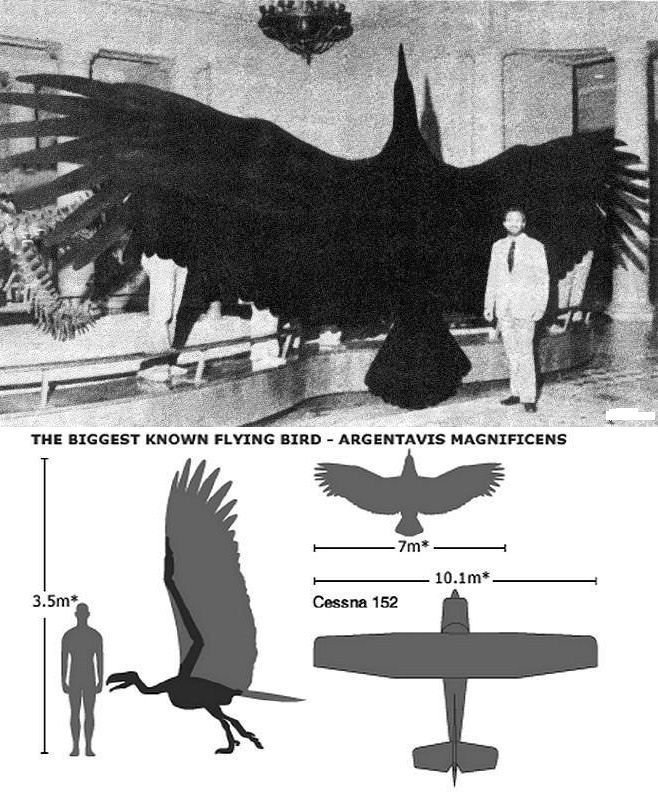El pájaro más grande del mundo