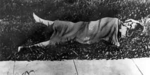 El cuerpo de Elizabeth Short, cubierto en un campo en el parque Leimert de Los Ángeles. El 15 de enero de 1947.