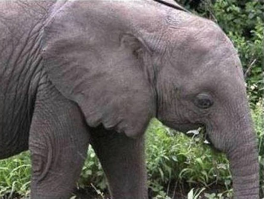 Rostro humano en una oreja de elefante