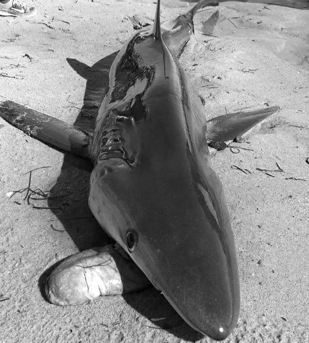 ¿Cómo acabó un brazo humano en el interior de un tiburón de un acuario de Sydney?