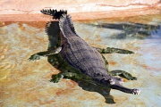 gavial o gavial del Ganges (Gavialis gangeticus)