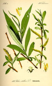 Salguero o sauce blanco (Salix alba)