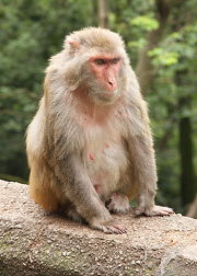 El macaco Rhesus (Macaca mulatta) frecuentemente denominado el mono Rhesus