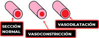Explicación gráfica de vasodilatación y vasoconstricción