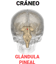 Posición de la glándula pineal dentro de cráneo humano