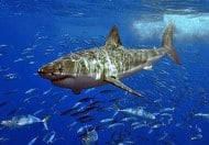 El gran tiburón blanco (Carcharodon carcharias)