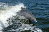 Los delfines (Delphinidae), llamados también delfines oceánicos