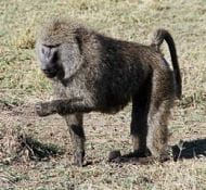 Papio conocidos vulgarmente como papiones o babuino