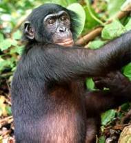 El bonobo (Pan paniscus), también llamado chimpancé pigmeo (o menos frecuentemente chimpancé grácil o chimpancé enano)