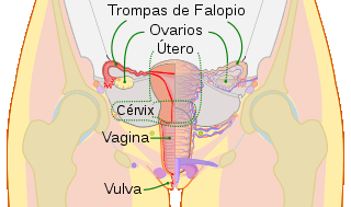 Las trompas uterinas,  también conocidas como tubas uterinas, trompas de Falopio, salpinges uterinas u oviductos