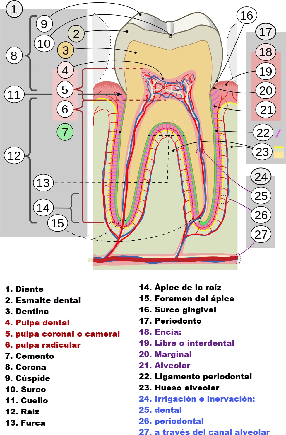 Corte en sección de un diente humano