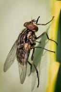 Mosca de los establos o mosca picadora (Stomoxys calcitrans)