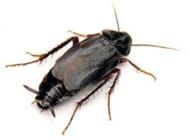 Cucaracha negra, oriental, común o del Viejo Mundo (Blatta orientalis) 
