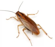 Cucaracha rubia o alemana (Blattella germanica)