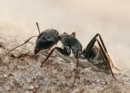 hormigas (Formicidae)