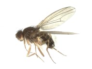 Drosophila funebris es una especie de mosca de la fruta.
