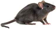  Rata negra (Rattus rattus)