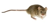 ratón casero, ratón doméstico o ratón común (Mus musculus)
