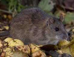 Rata parda, rata gris, rata marrón o rata aleconi (Rattus norvegicus)
